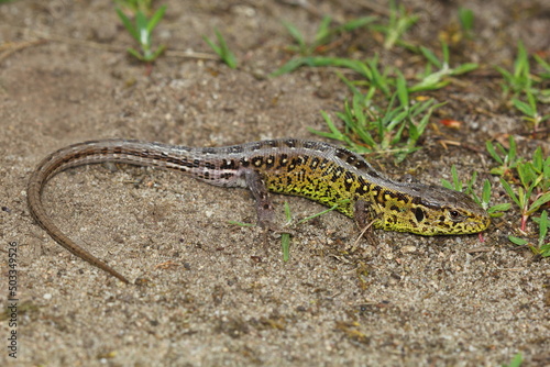 The sand lizard (Lacerta agilis) male in a natural habitat