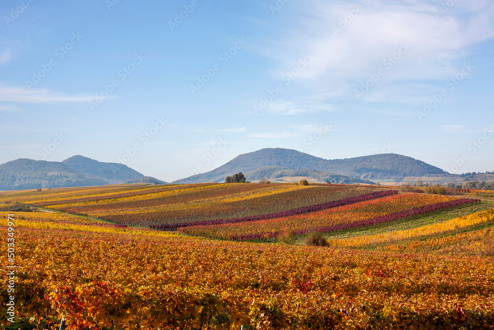 Weinberge im Herbst, Südpfalz