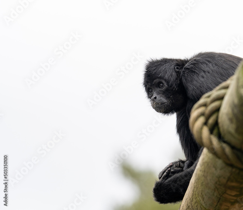The southern muriqui (Brachyteles arachnoides) is a muriqui (woolly spider monkey) species endemic to Brazil. photo
