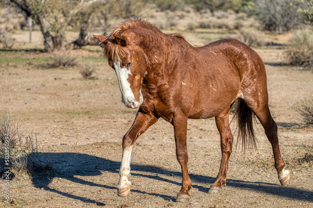 Obraz premium Salt River Wild Horses