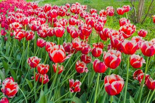 Colorful spring meadow with red and white tulip dutch design flowers. Nature, floral, blooming and gardening concept