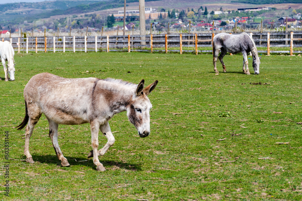 Obraz premium Donkey and horses in the riding area of the Golesti Museum. Museum of Viticulture and Pomiculture. Romania.