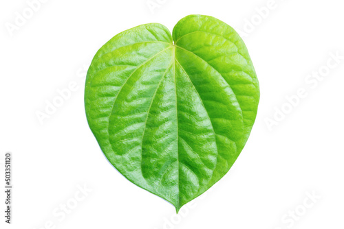 Betel leaf isolated on white background with clipping path