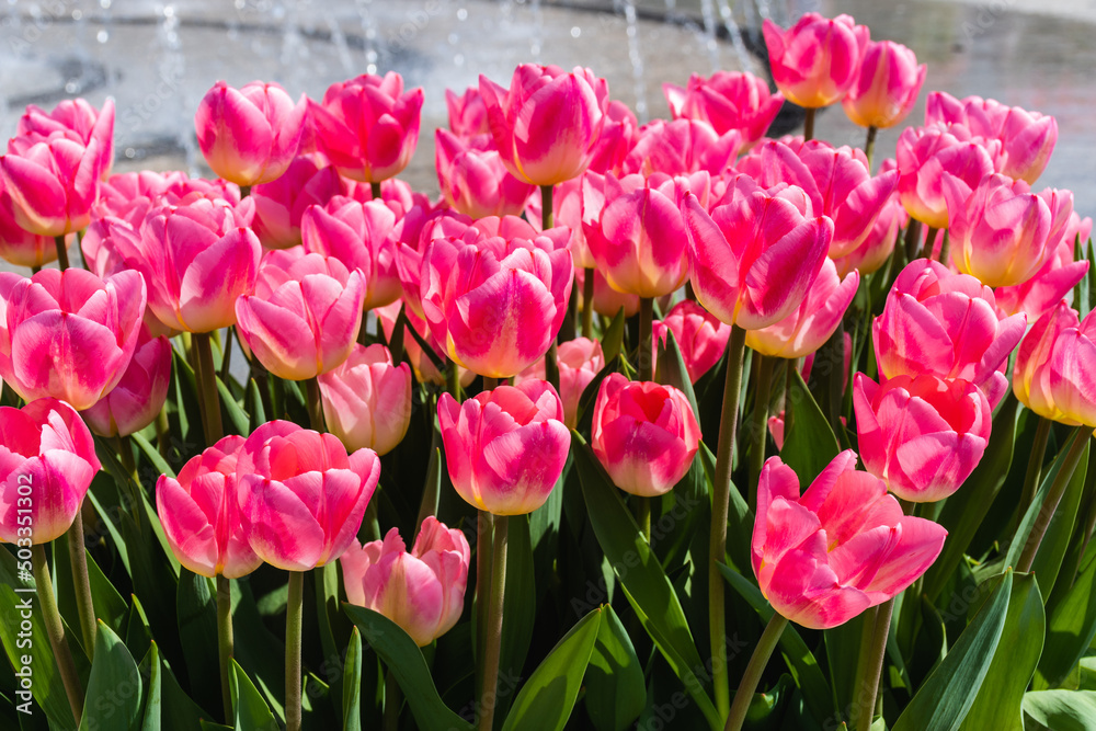 Pink tulips flowers in a park in a sunny day.