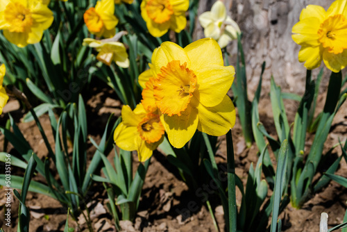 Close-up view of a field of yellow daffodils in the garden. © Sulugiuc