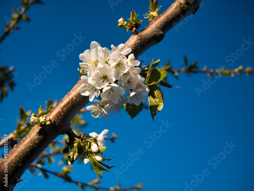 Frühlings Blüten weiß