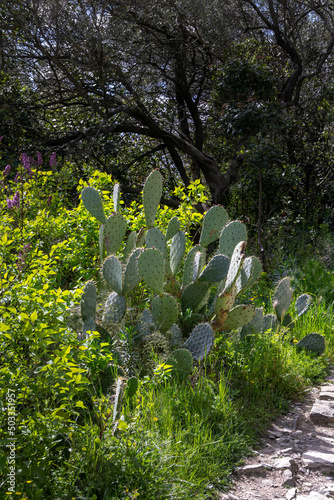 Pricly pear cactus or Opuntia ficus-indica in the south of France in spring photo