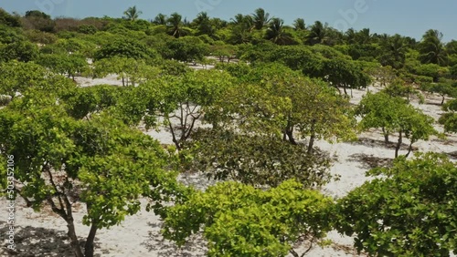 cashew trees field texture aerial drone shot footage