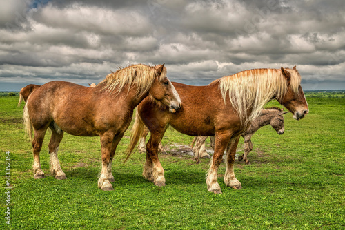 Belgian Draft Horses photo