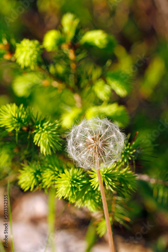 dandelion and spruce tips