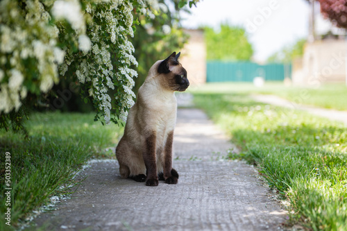 Quadro em tela Cute siamese cat sitting in a sunny garden