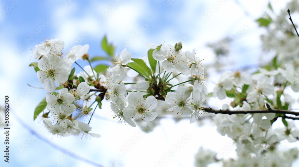 Kwitnące kwiaty wiśni na tle błękitnego nieba.
Blooming cherry blossoms against the blue sky. - obrazy, fototapety, plakaty 