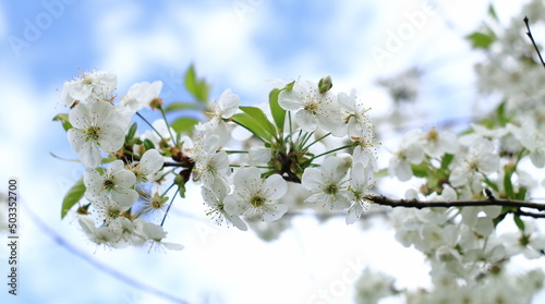 Kwitnące kwiaty wiśni na tle błękitnego nieba.
Blooming cherry blossoms against the blue sky.