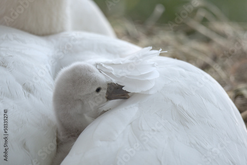 Fototapeta Naklejka Na Ścianę i Meble -  Bébé cygne tuberculé (Cygnus olor) venant de naître - Bas Rhin -France