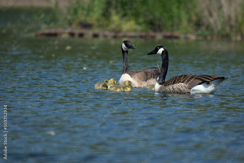 Bernache du Canada (Branta canadensis) en présence de ses oisons âgés de quelques jours - Bas Rhin - France Bernache du Canada (Branta canadensis) en présence de ses oisons âgés de quelques jours - Bas Rhin - France