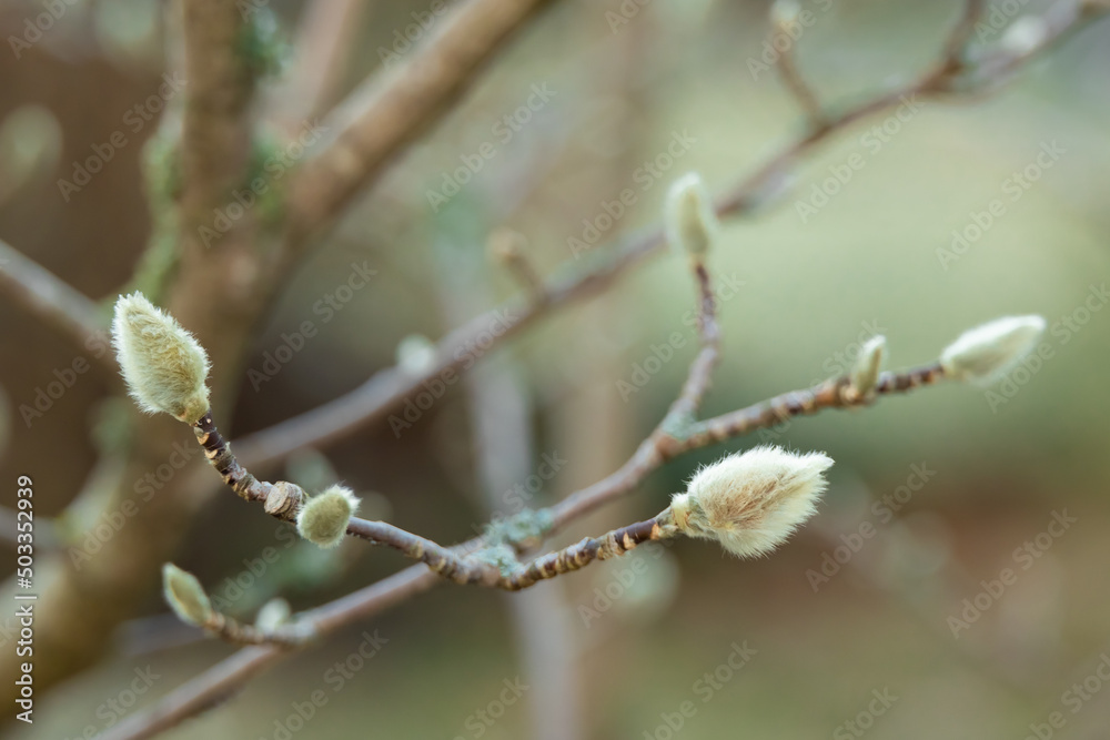 fluffy buds of magnolia tree close-up with blurred background fluffy buds of magnolia tree close-up with blurred background