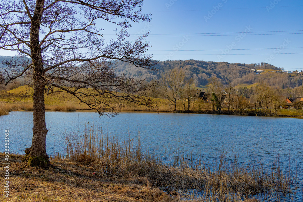 forest lake landscape with a tree in the foreground early spring forest lake landscape with a tree in the foreground early spring