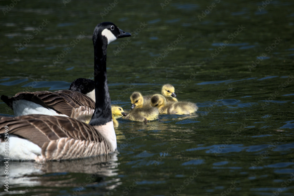 Bernache du Canada (Branta canadensis) en présence de ses oisons âgés de quelques jours - Bas Rhin - France Bernache du Canada (Branta canadensis) en présence de ses oisons âgés de quelques jours - Bas Rhin - France