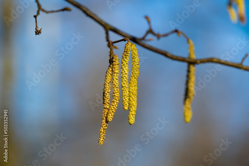yellow birch catkins close-up on a blurred blue background