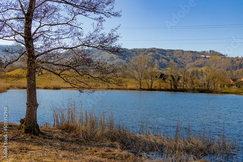 forest lake landscape with a tree in the foreground early spring