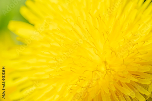 Yellow dandelion bud petals macro shooting  close-up. 