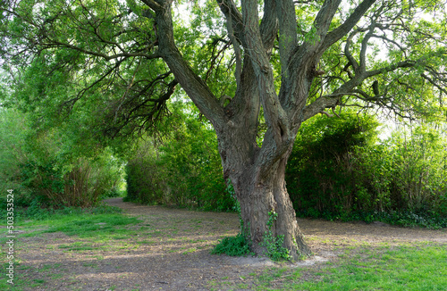 Big lone oak tree towering above other trees and flora in forest during summer