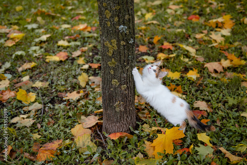 cute cat kitten walks on yellow autumn maple leaves. High quality photo photo