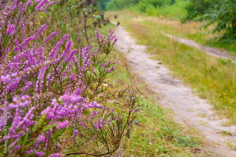 Heather blooming near the pathway in the woods Heather blooming near the pathway in the woods