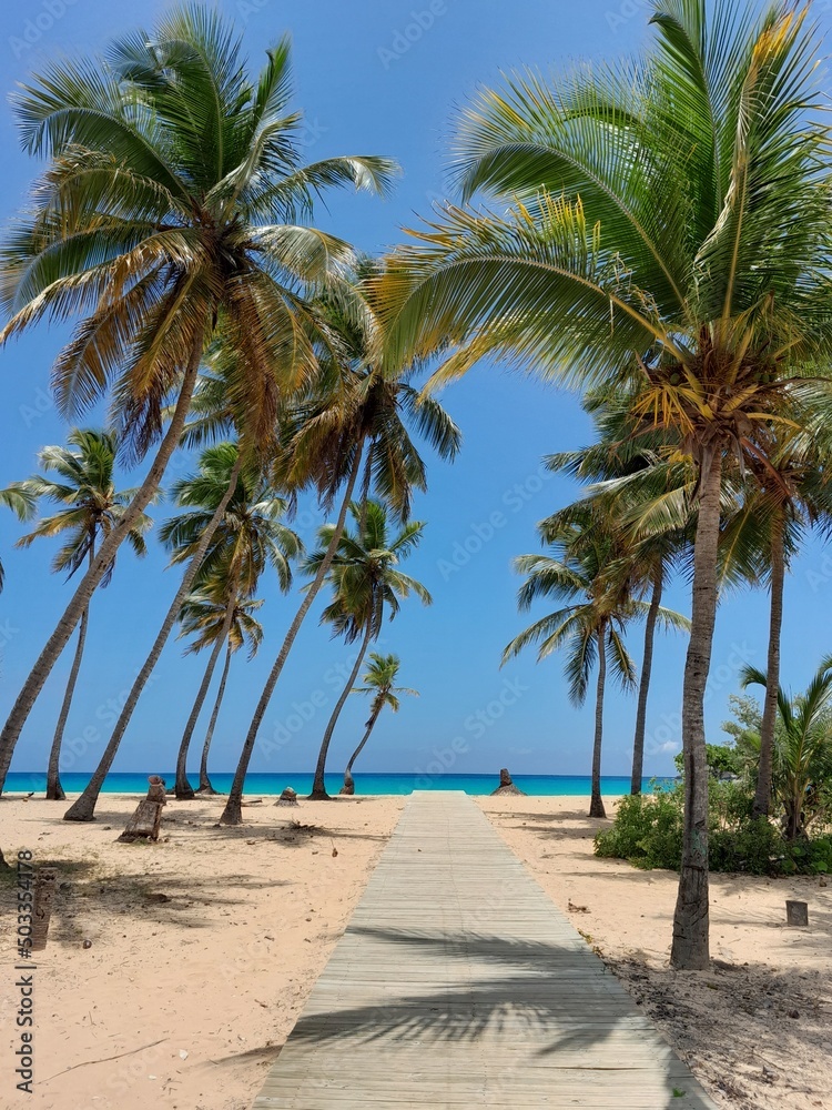 palm trees on the beach