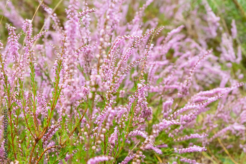 Close-up of blooming heather on the autumn day