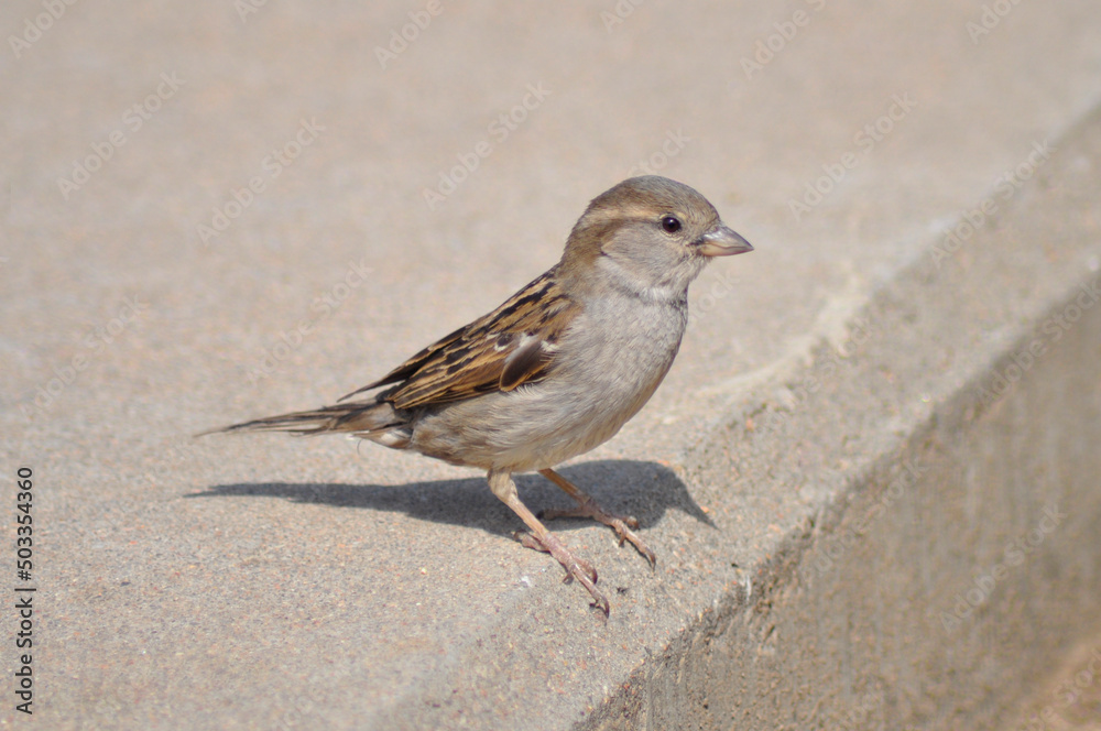 sparrow on the step sparrow on the step
