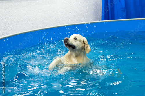 Canvastavla golden retriever dog training in the swimming pool