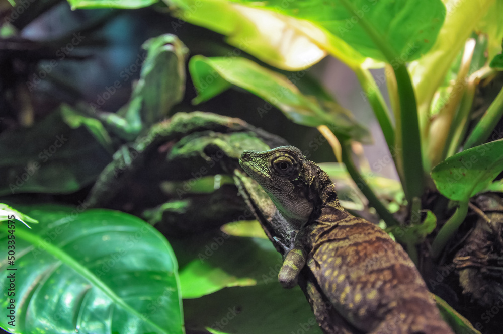 Pair of lizards Pair of lizards