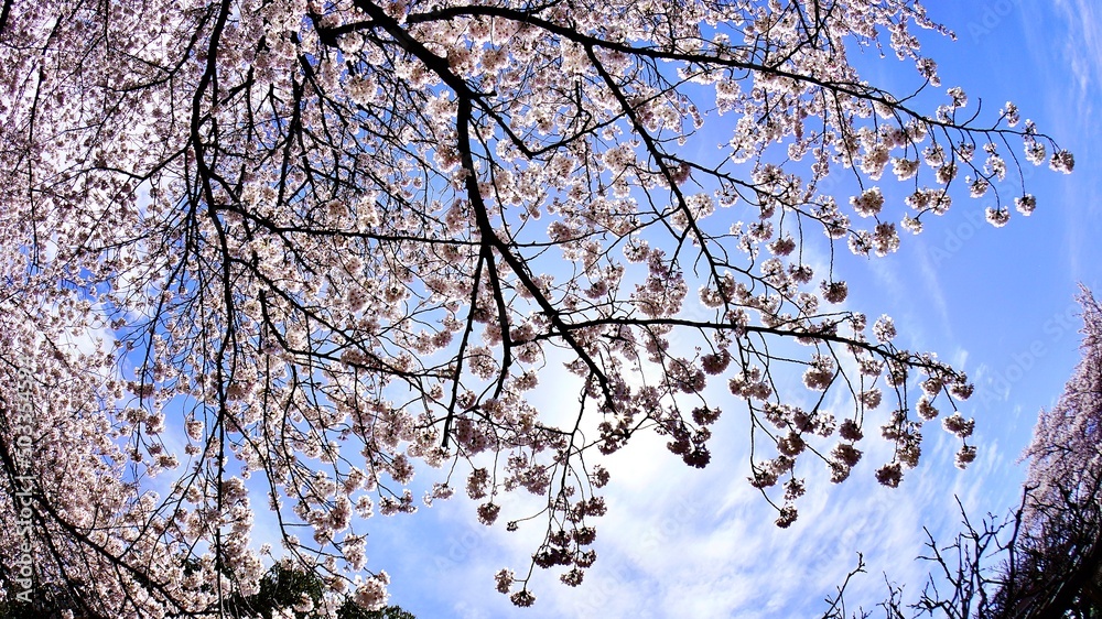 魚眼レンズで撮影した桜と青空と東屋