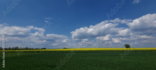 Panel kuchenny z motywem field and blue sky
