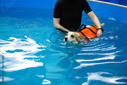 Картината върху платно Corgi dog in life jacket swim in the swimming pool