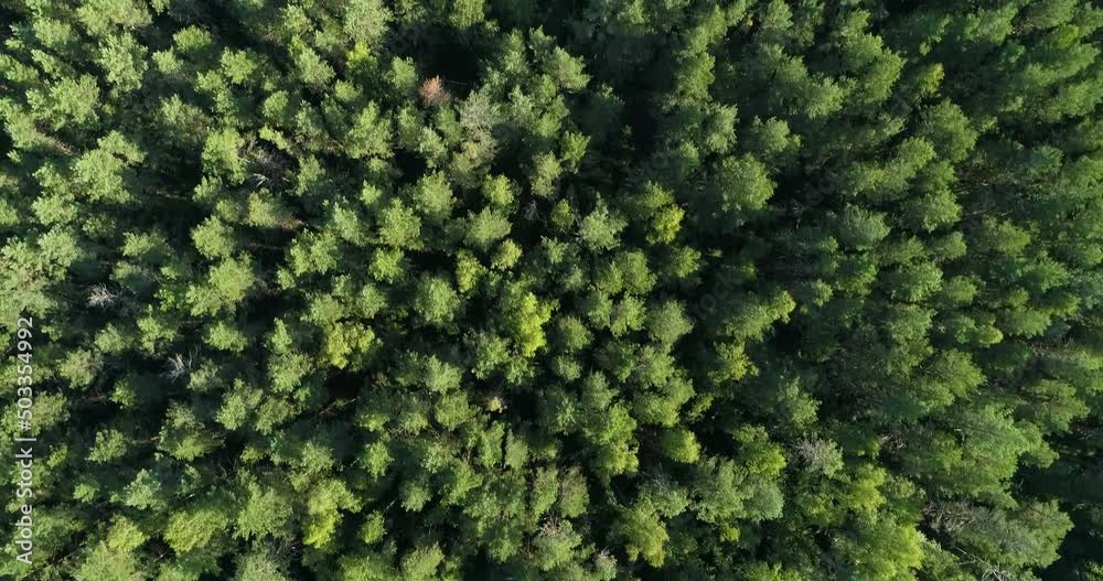 4K top view  above aerial green forest