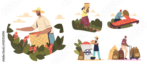Farming coffee production stages concept with farmers pick, load, dry and roast coffee beans