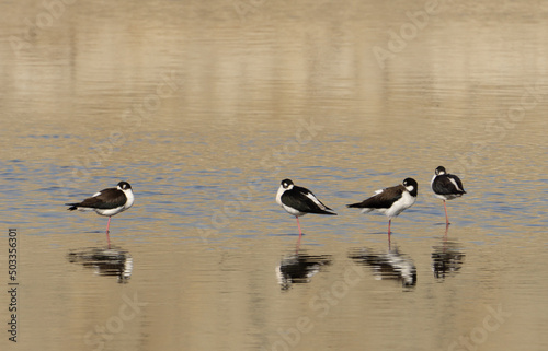 black necked stills on Santa Ana River