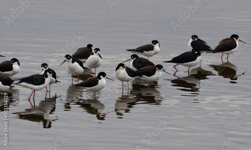 black necked stilts eating  