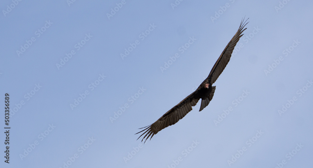 vulture in flight vulture in flight