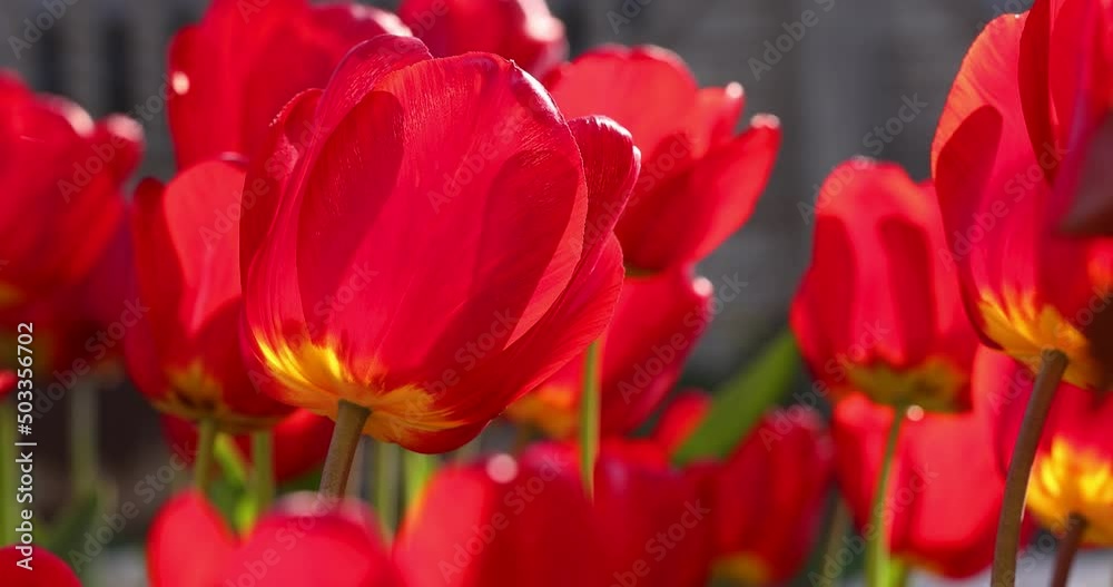 Beautiful view of red tulips under sunlight landscape at the middle of spring or summer. Slow motion video. Flower tulips background. Beautiful view of red tulips under sunlight landscape at the middle of spring or summer. Slow motion video. Flower tulips background.