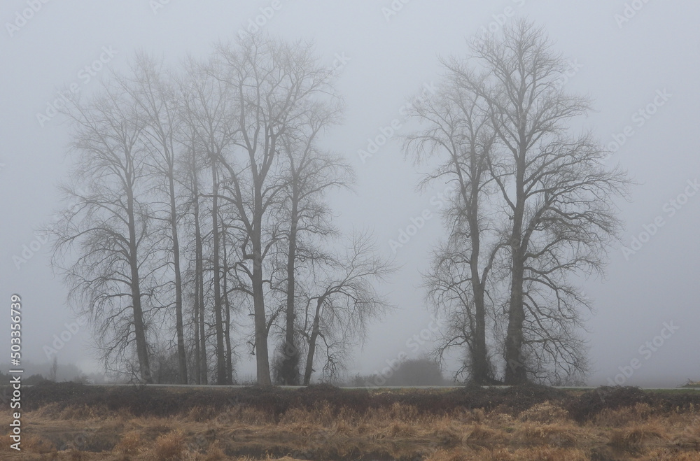 Group of trees in a very foggy afternoon at the marshes Group of trees in a very foggy afternoon at the marshes