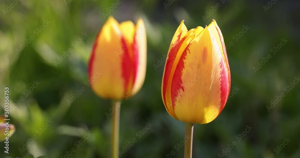 Beautiful view of yellow red tulips under sunlight landscape at the middle of spring or summer. Slow motion video. Flower tulips background. Beautiful view of yellow red tulips under sunlight landscape at the middle of spring or summer. Slow motion video. Flower tulips background.