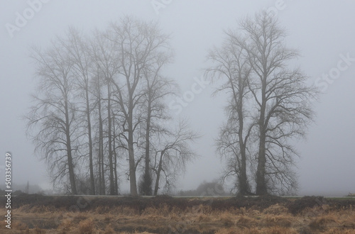 Group of trees in a very foggy afternoon at the marshes