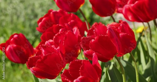 Beautiful view of red tulips under sunlight landscape at the middle of spring or summer. Slow motion video. Flower tulips background. photo