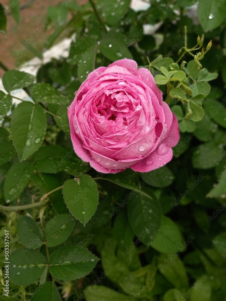 Rosa Rosa