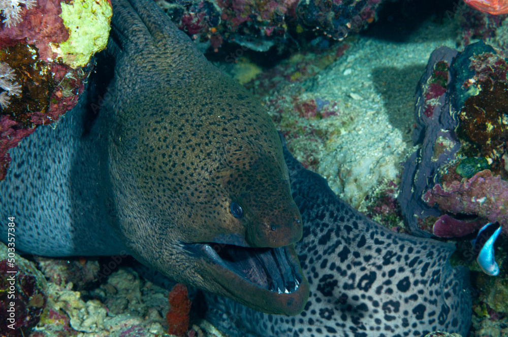 Primo piano di murena gigante, Gymnothorax javanicus Primo piano di murena gigante, Gymnothorax javanicus