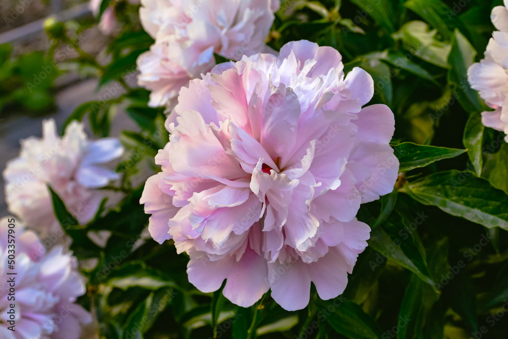 Closeup of a beautiful pink peony with delicate petals and green leaves in a garden bed next to other peonies Closeup of a beautiful pink peony with delicate petals and green leaves in a garden bed next to other peonies