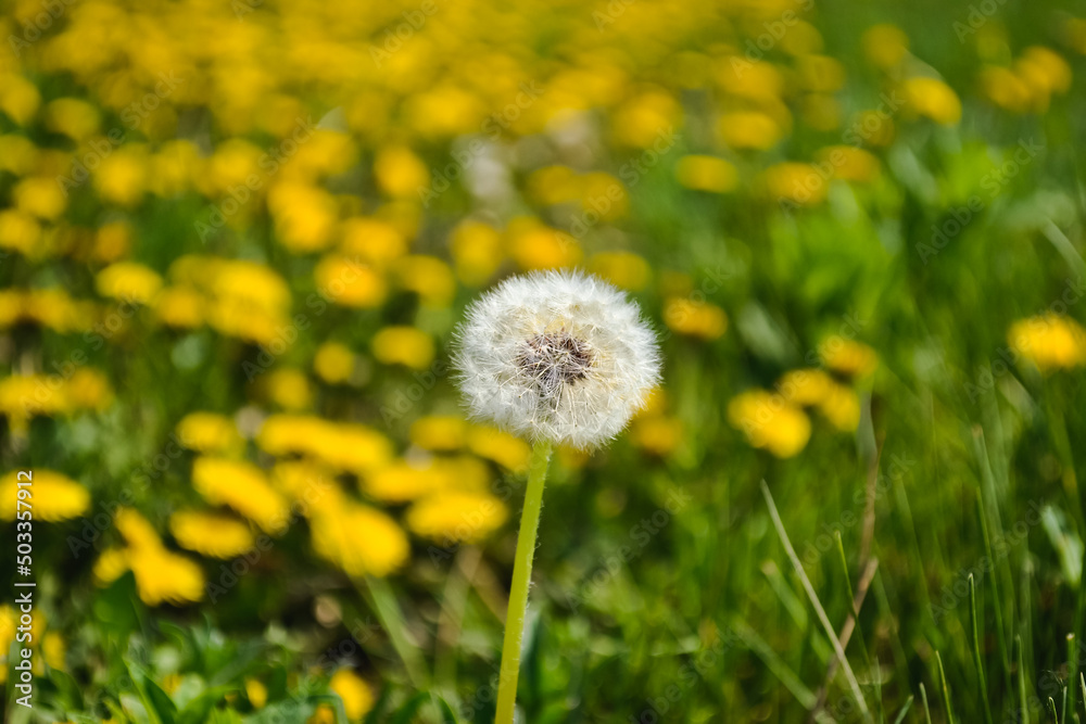 Closeup of a ripe slender dandelion against the background of yellow dandelions and green grass